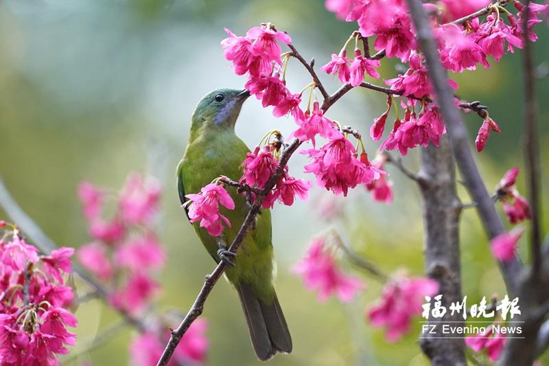 福州西湖公园“鸟口”调查报告出炉