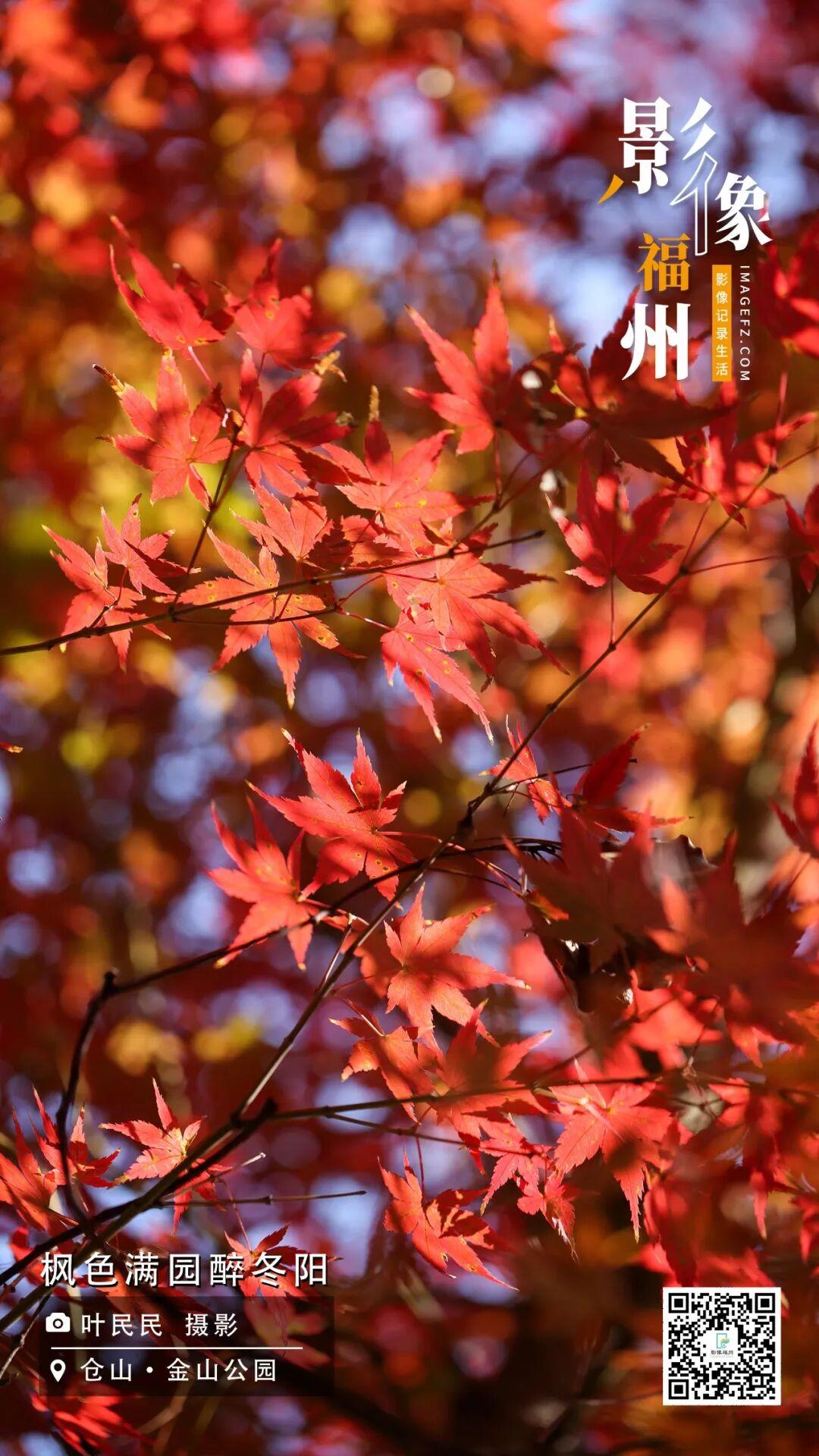 影像福州丨枫色满园醉冬阳