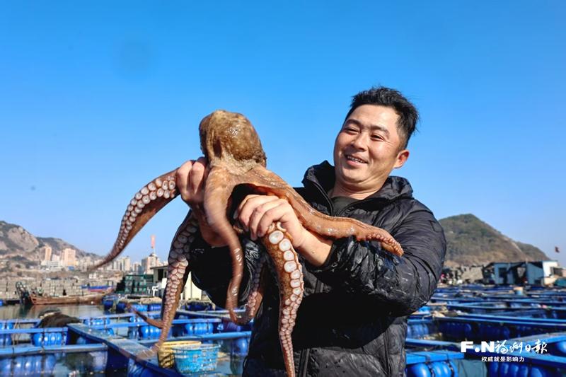 超20万只连江章鱼抢“鲜”上市