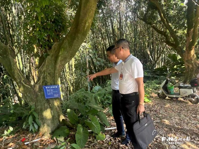 圆桌会议守护古树新生