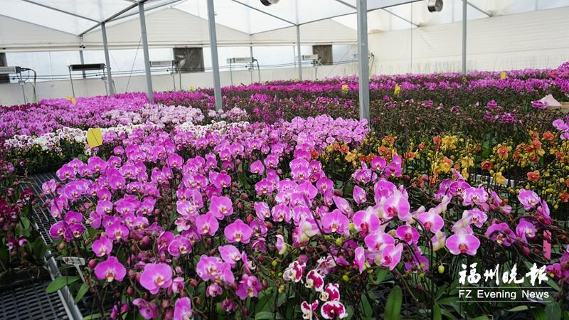 年宵花“顶流”蝴蝶兰进入盛花期