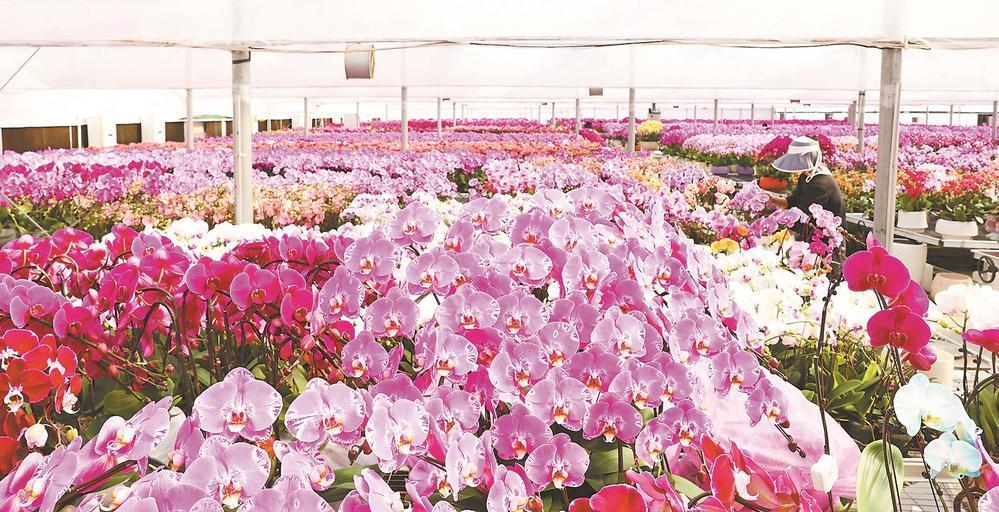 福清台创园蝴蝶兰走俏年宵花市