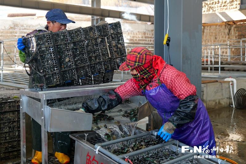 鲍鱼“分班级”海上冬耕忙