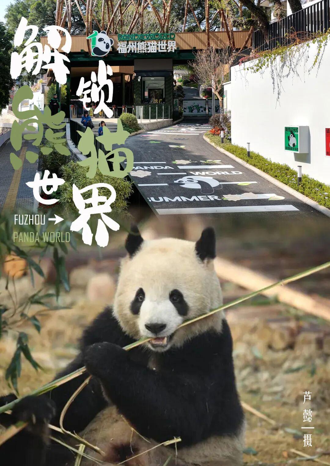 新旧图曝光！福州大熊猫等你见面！