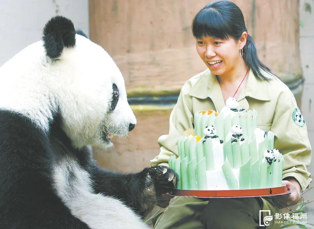 新旧图曝光！福州大熊猫等你见面！