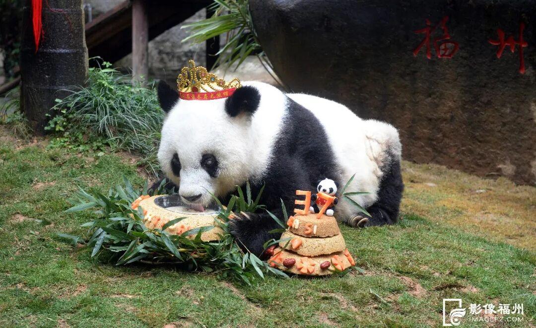 新旧图曝光！福州大熊猫等你见面！