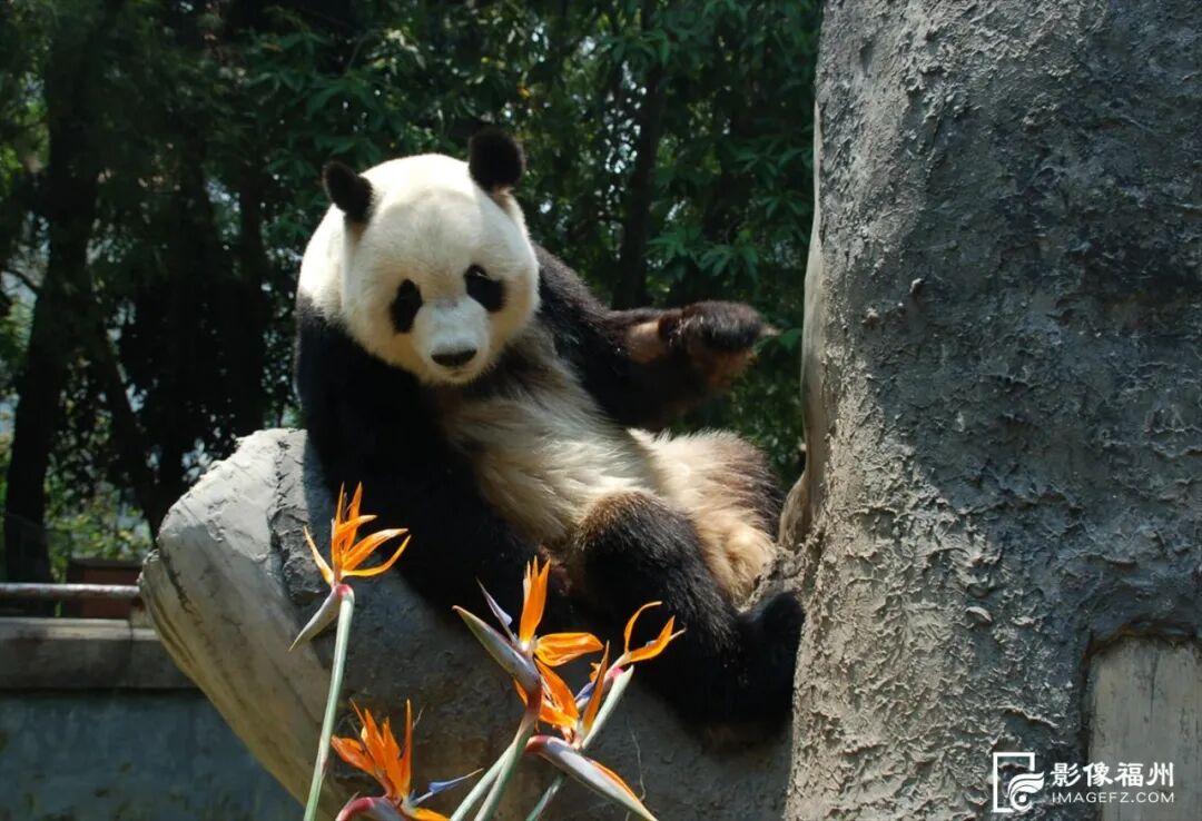 新旧图曝光！福州大熊猫等你见面！