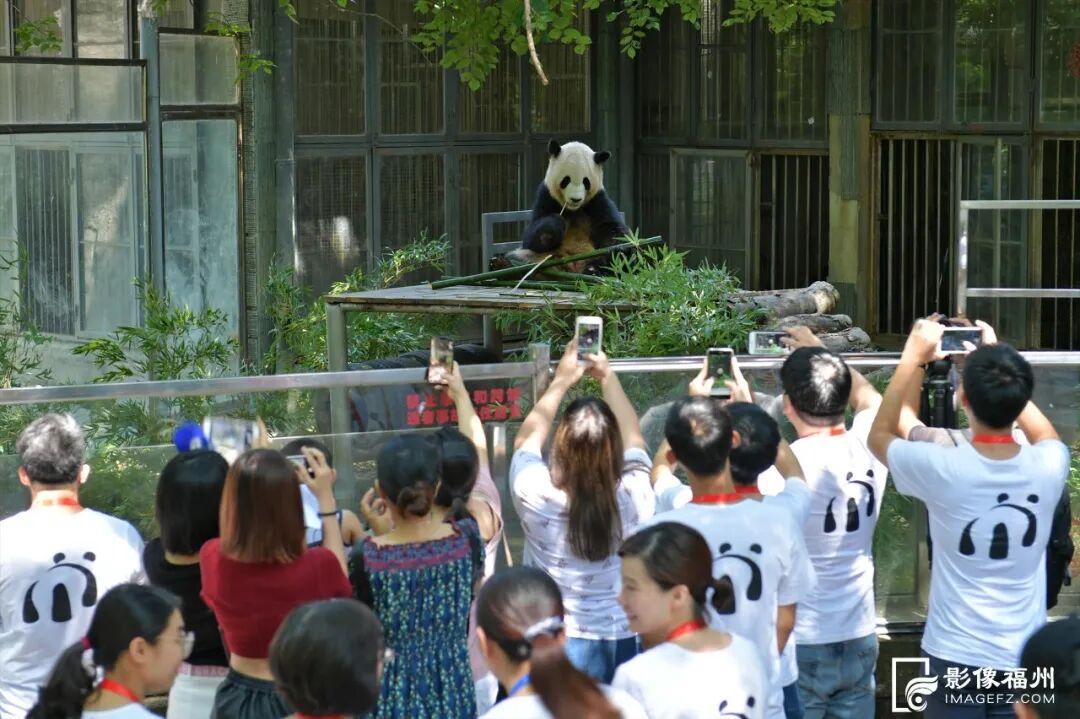 新旧图曝光！福州大熊猫等你见面！