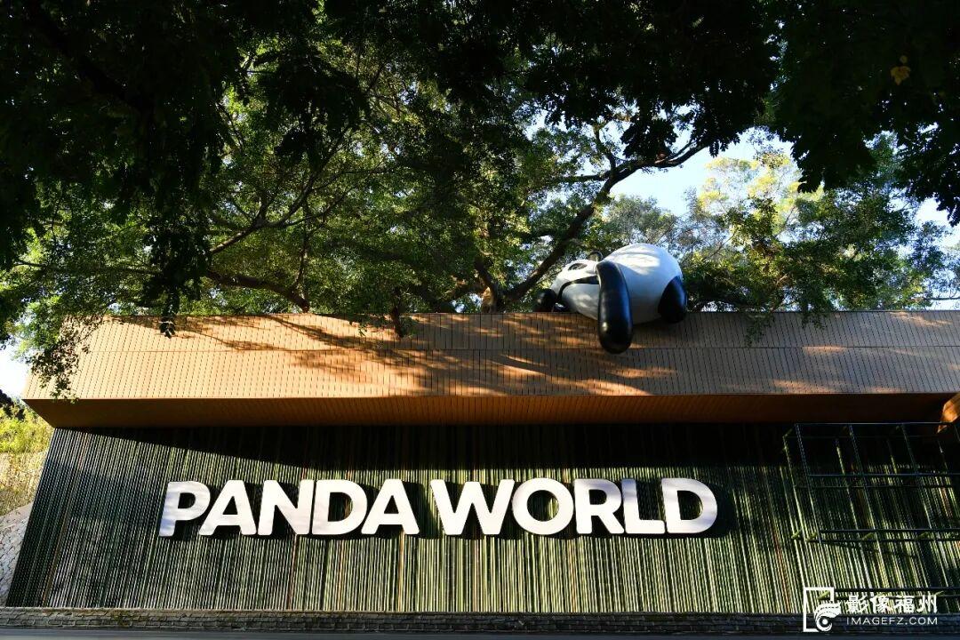 新旧图曝光！福州大熊猫等你见面！
