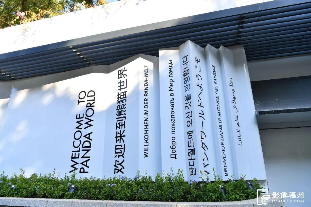 新旧图曝光！福州大熊猫等你见面！