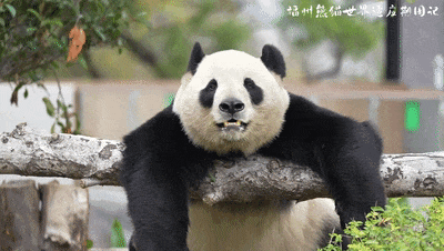 新旧图曝光！福州大熊猫等你见面！