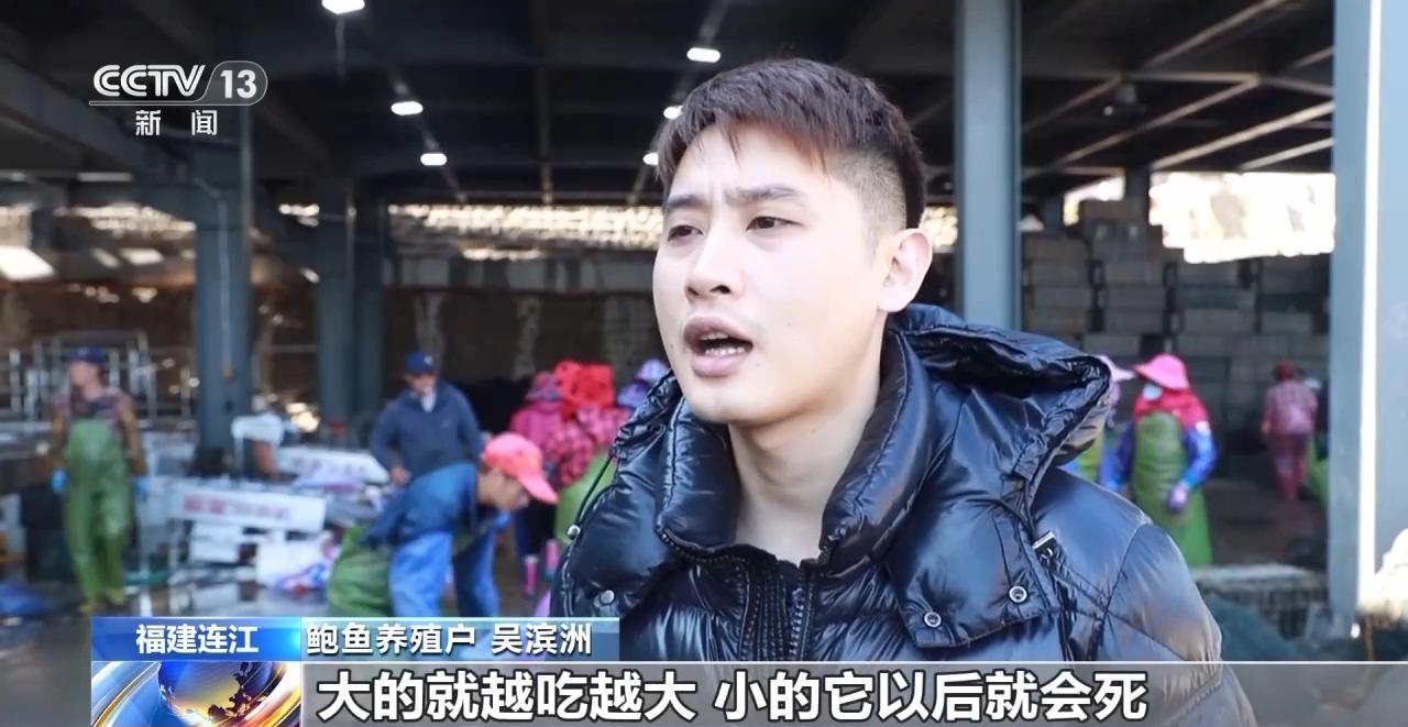 海上冬耕忙 福建连江约15亿粒鲍鱼迎来分苗季