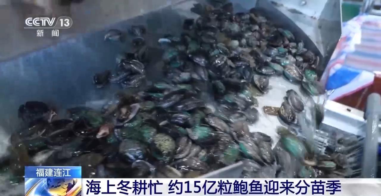 海上冬耕忙 福建连江约15亿粒鲍鱼迎来分苗季