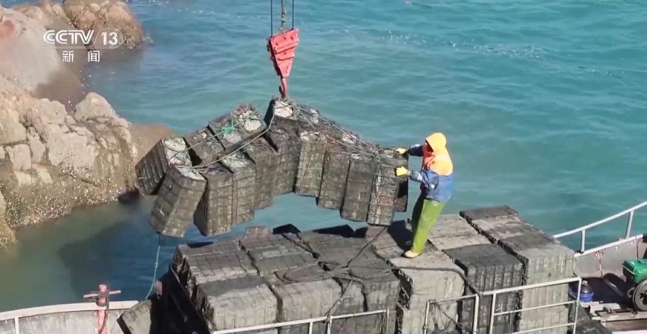 海上冬耕忙 福建连江约15亿粒鲍鱼迎来分苗季