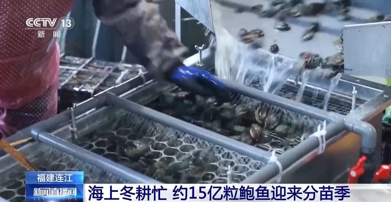 海上冬耕忙 福建连江约15亿粒鲍鱼迎来分苗季