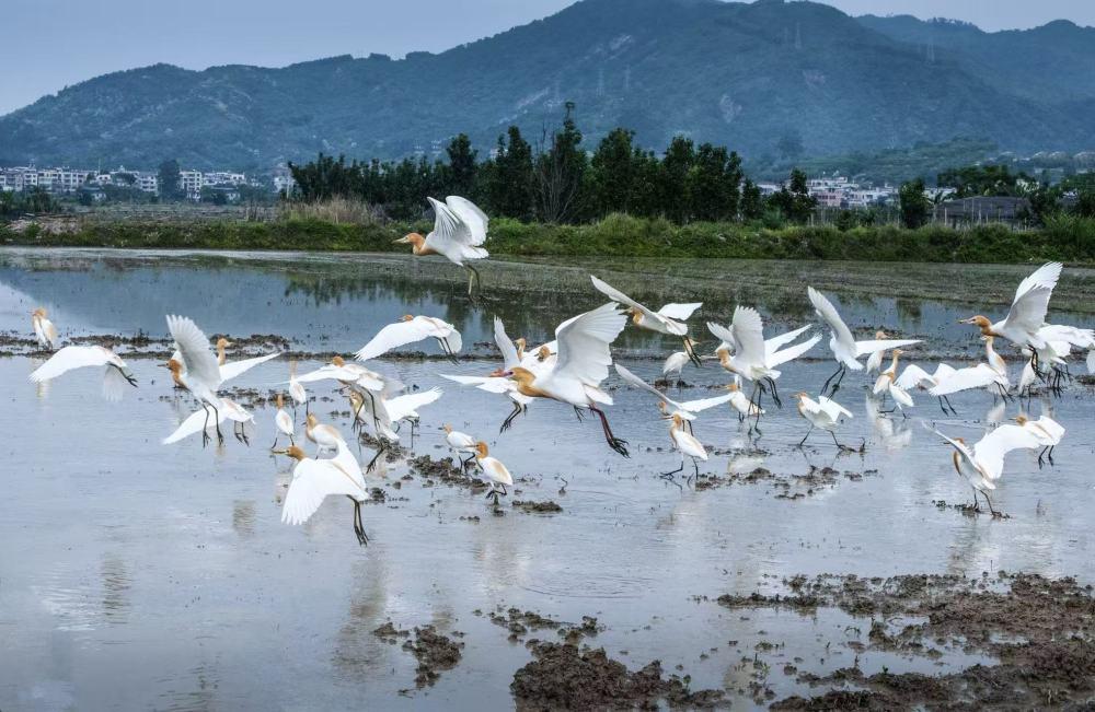 福州：敖江清流滋养“绿富共赢”新图景