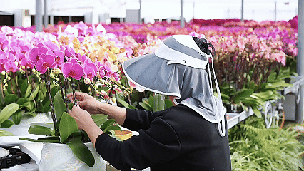 组盆包装忙不停 福清200万株蝴蝶兰抢占年宵花C位