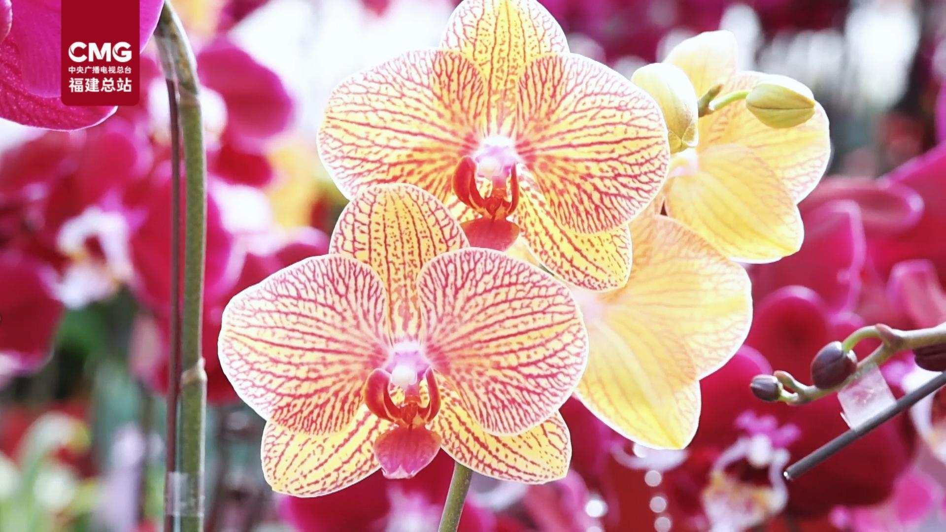 组盆包装忙不停 福清200万株蝴蝶兰抢占年宵花C位