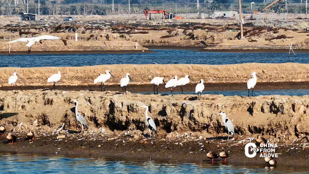 瞰中国｜福建福清：湾畔冬韵 鹭鸟归栖
