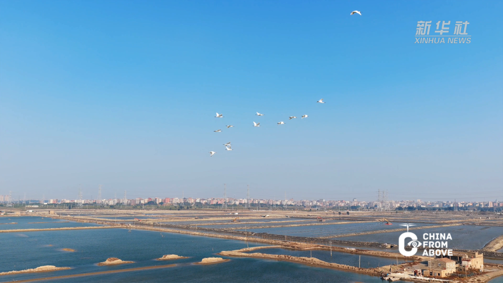 瞰中国｜福建福清：湾畔冬韵 鹭鸟归栖