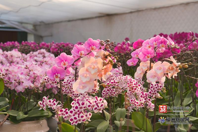 山海来讯｜“顶流”蝴蝶兰走俏 福州年宵花产销两旺