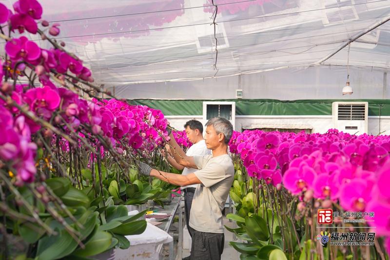 山海来讯｜“顶流”蝴蝶兰走俏 福州年宵花产销两旺