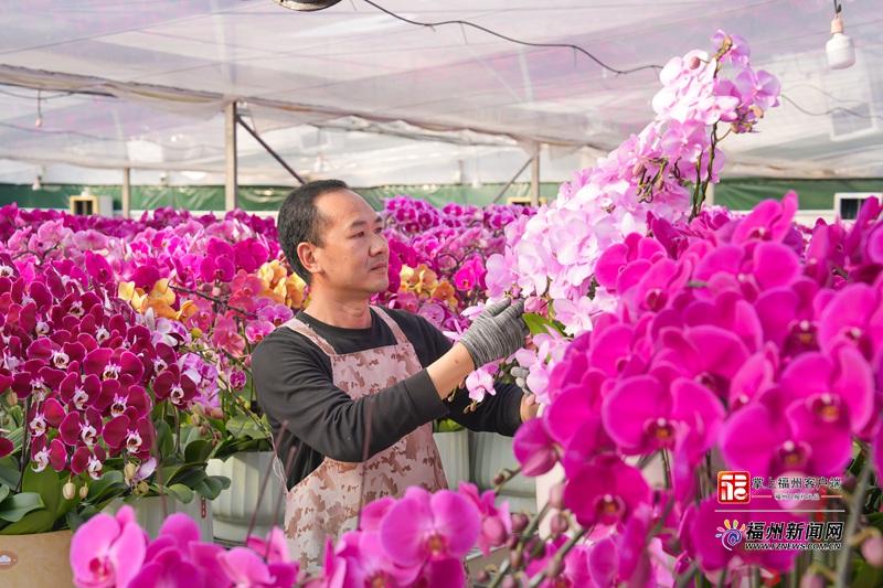 山海来讯｜“顶流”蝴蝶兰走俏 福州年宵花产销两旺
