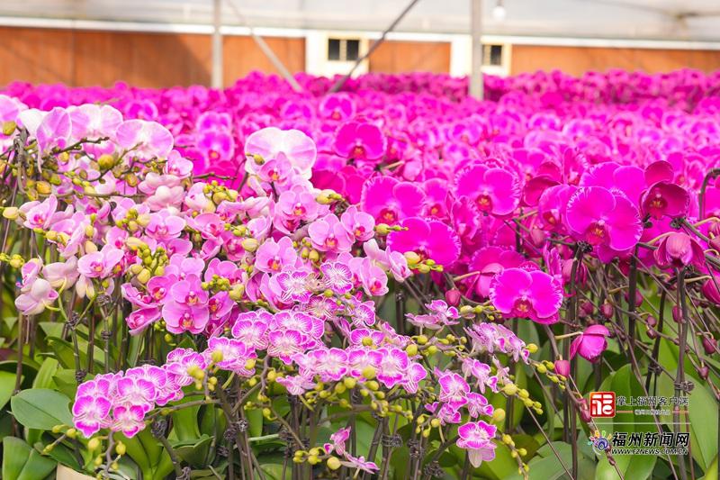 山海来讯｜“顶流”蝴蝶兰走俏 福州年宵花产销两旺