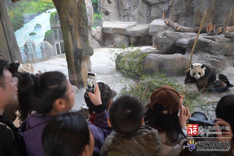 新晋顶流！福州熊猫世界开园 软萌暴击来袭！