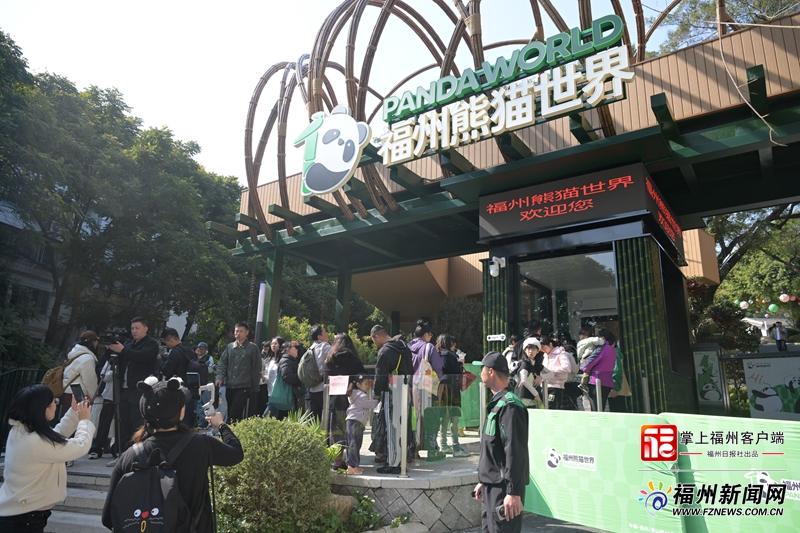 新晋顶流！福州熊猫世界开园 软萌暴击来袭！