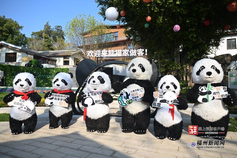 新晋顶流！福州熊猫世界开园 软萌暴击来袭！