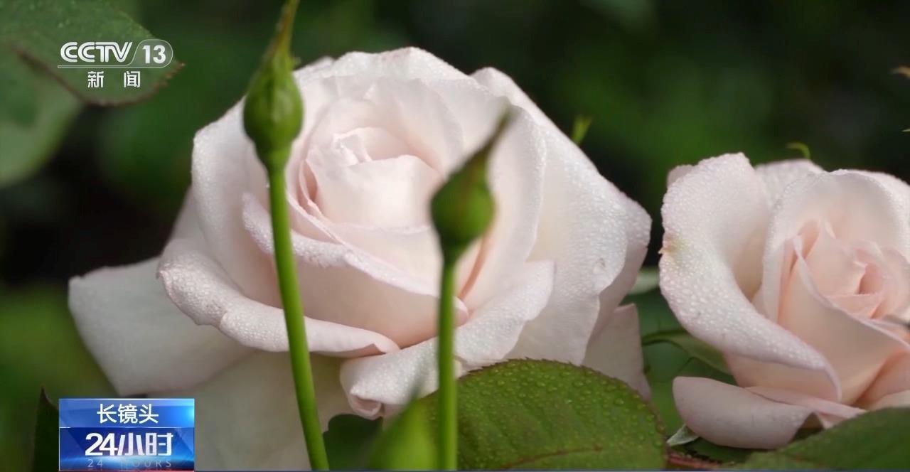 用二舅“宝华”命名的月季上市时间来啦