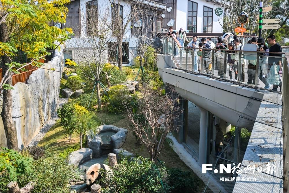 跨越时光，他们一同见证新生——福州熊猫世界焕新开园侧记