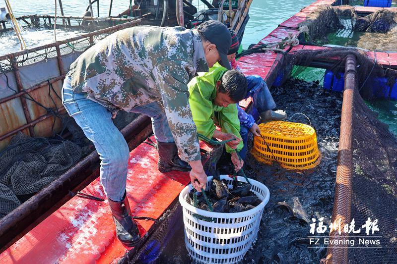 新春将至“年鱼”上市