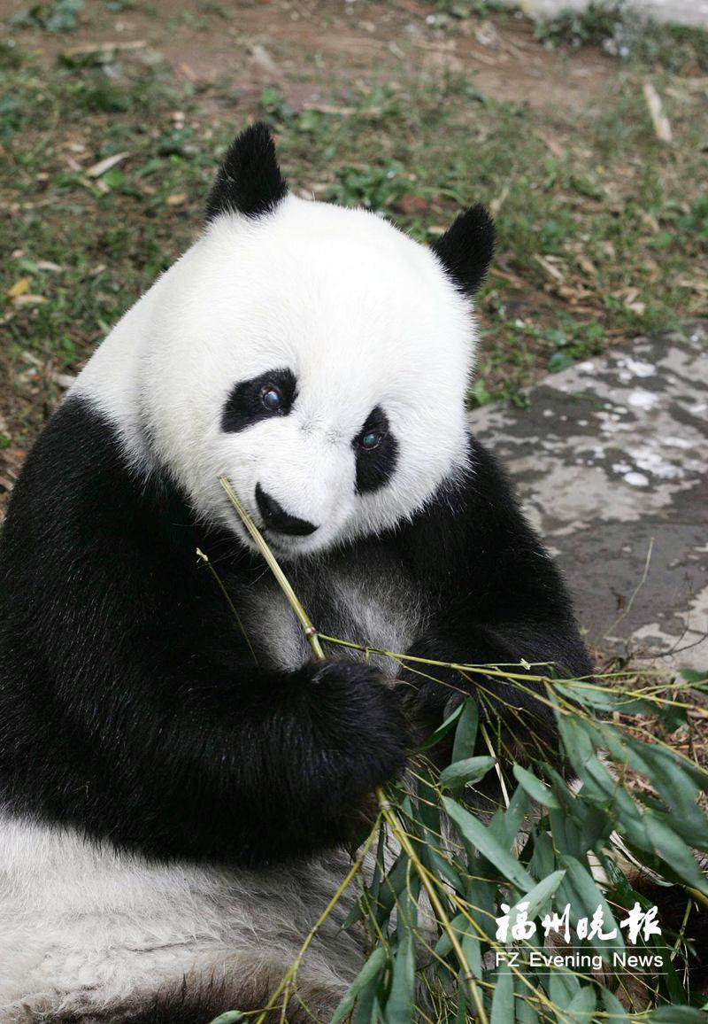 光阴的故事：大熊猫和福州的49载情缘