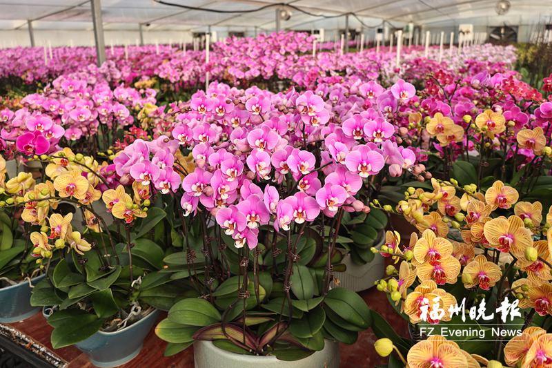 “福州兰”走俏