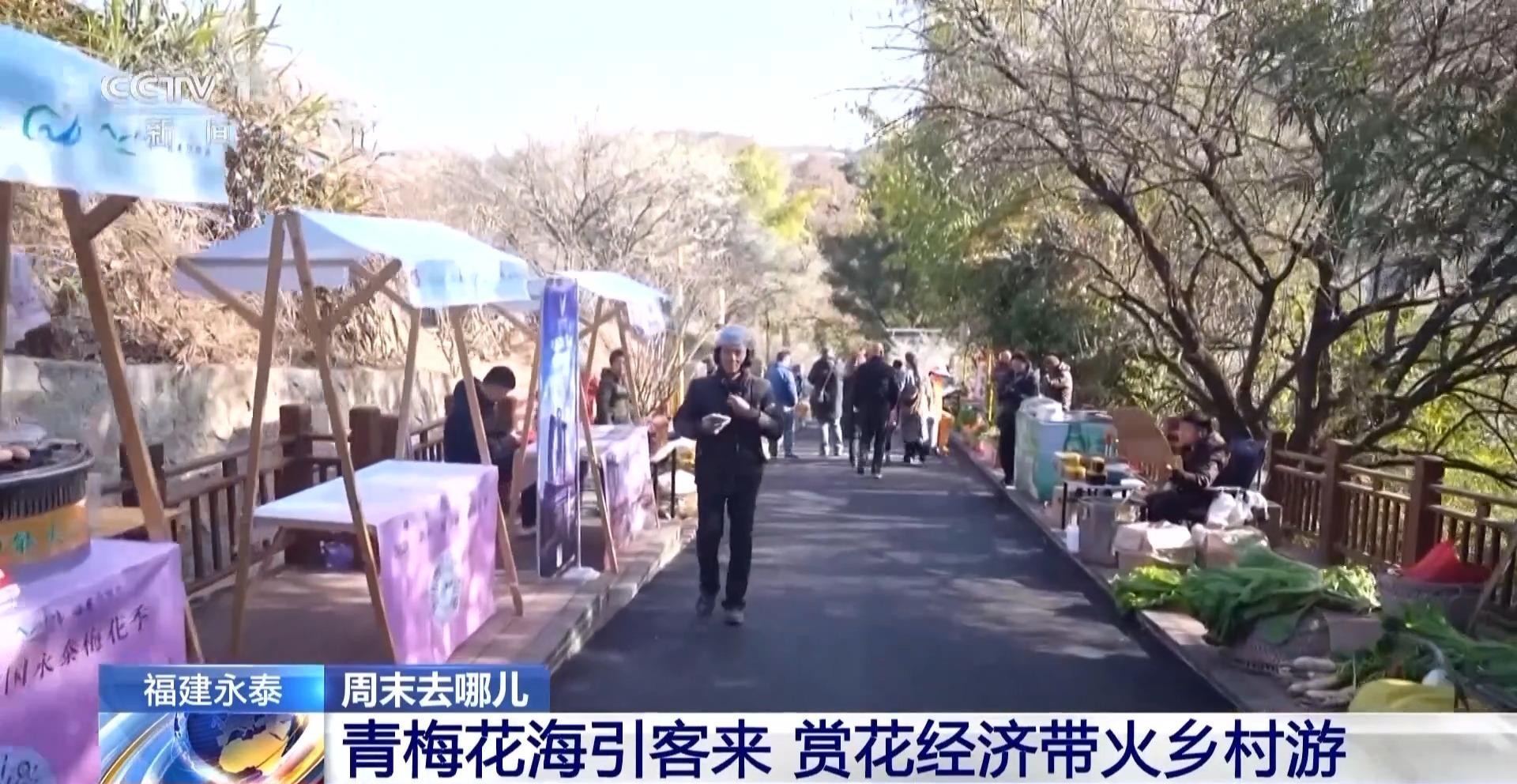 央视关注永泰：青梅花海引客来 赏花经济带火乡村游