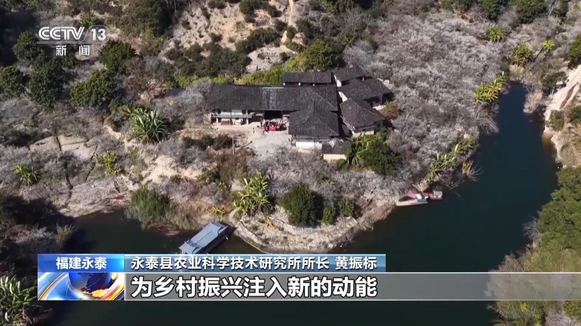 央视关注永泰：青梅花海引客来 赏花经济带火乡村游