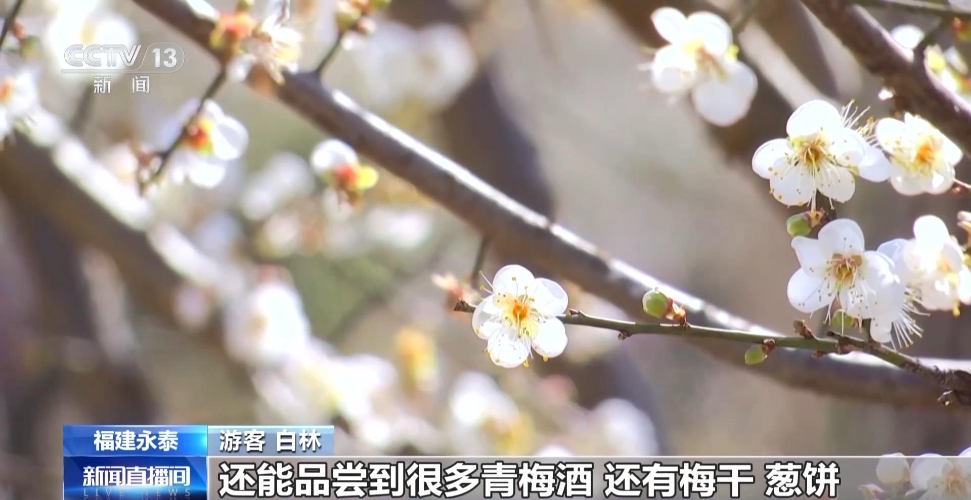 央视关注永泰：青梅花海引客来 赏花经济带火乡村游