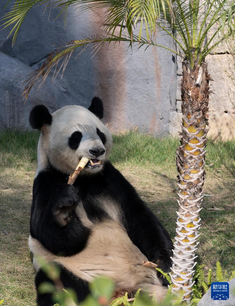 新华社关注：国宝大熊猫福州安新家