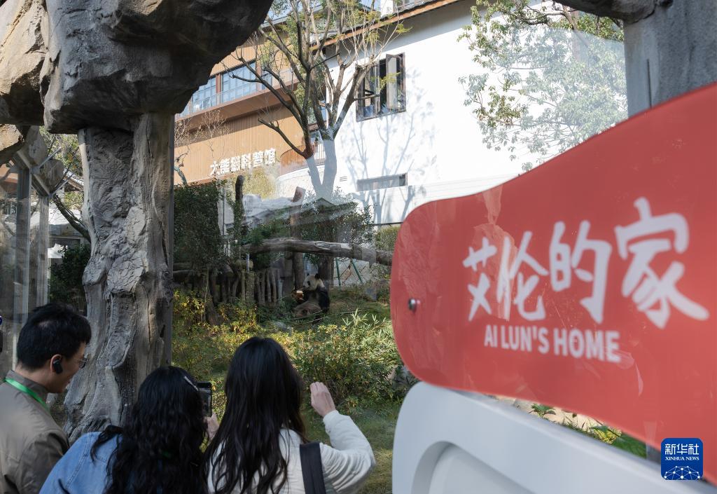 新华社关注：国宝大熊猫福州安新家