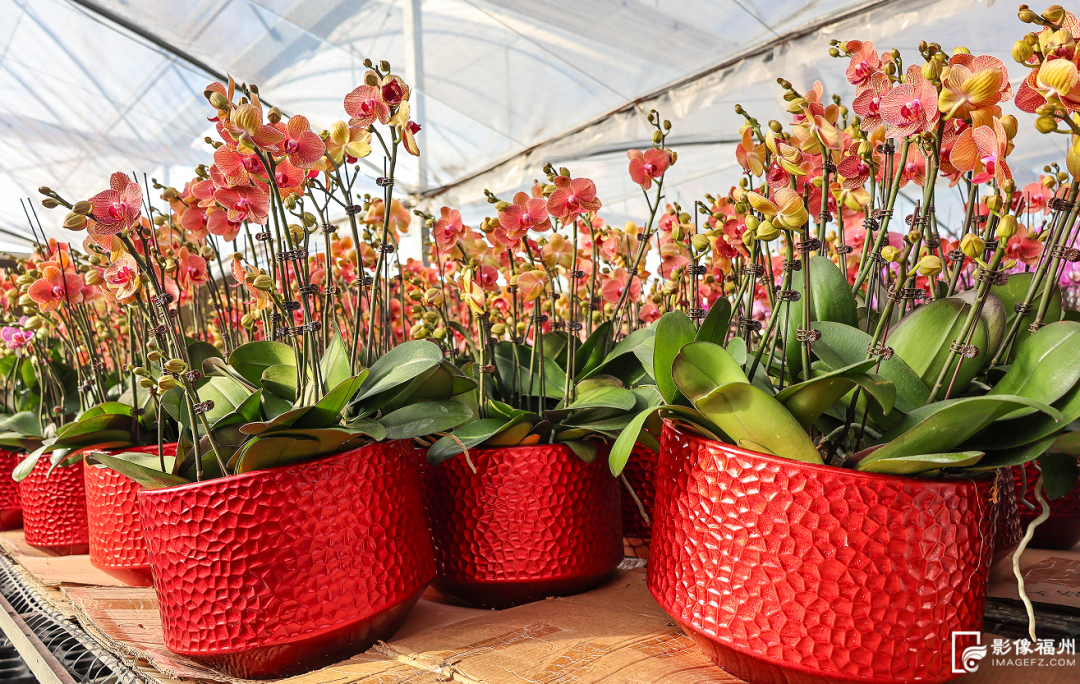 丫霸！连江年鱼、年花、年果上市！