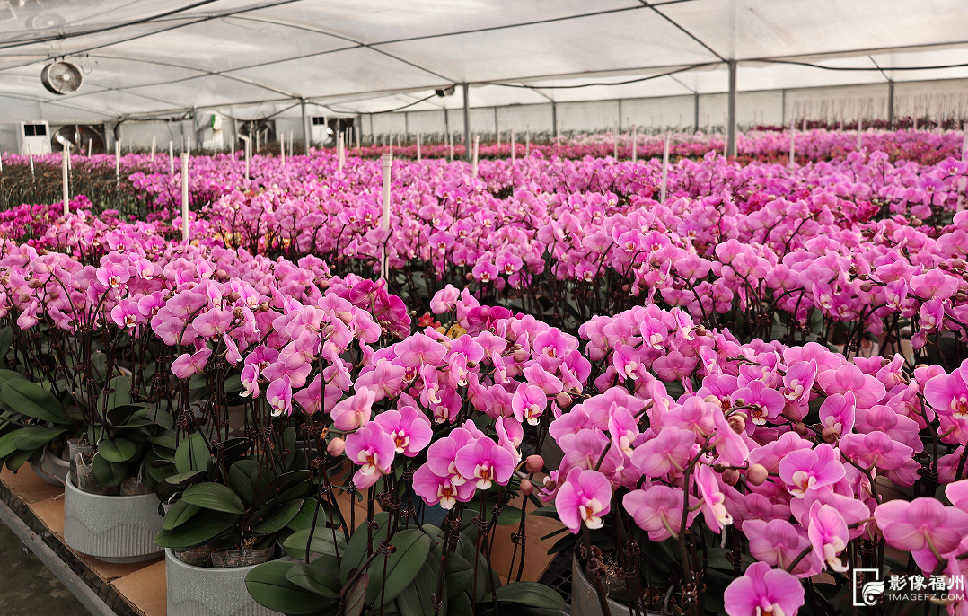 丫霸！连江年鱼、年花、年果上市！