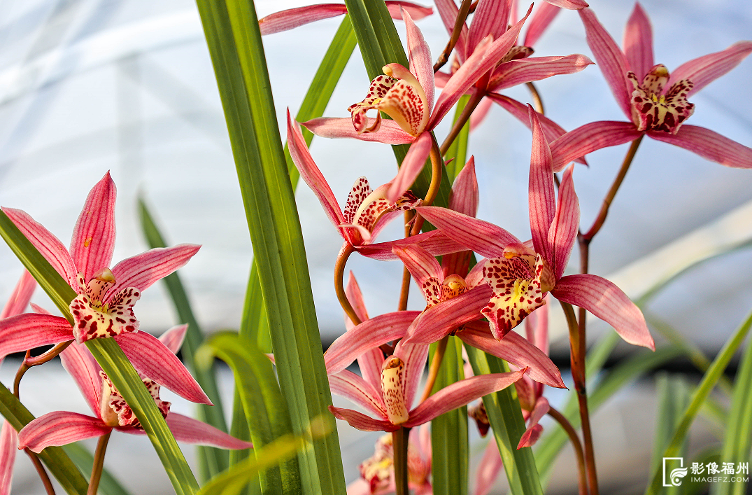 丫霸！连江年鱼、年花、年果上市！