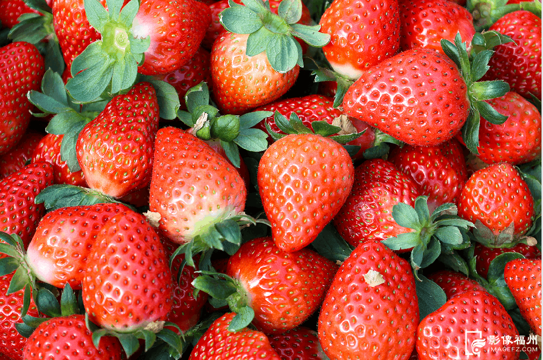 丫霸！连江年鱼、年花、年果上市！