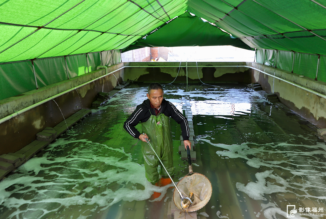 丫霸！连江年鱼、年花、年果上市！
