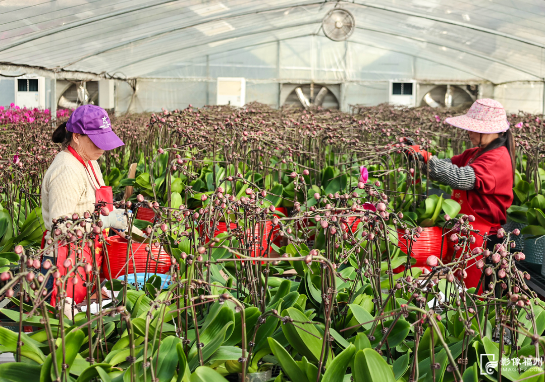 丫霸！连江年鱼、年花、年果上市！