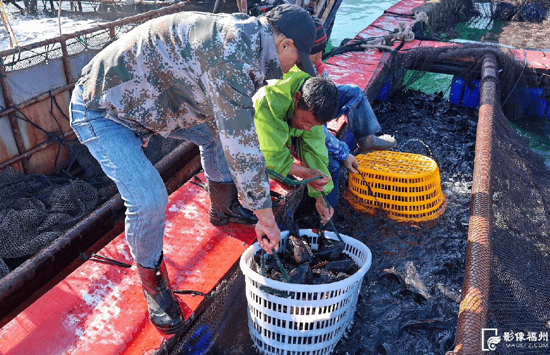 丫霸！连江年鱼、年花、年果上市！