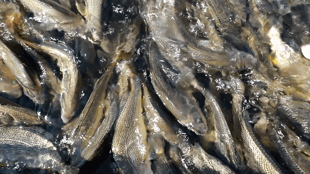 丫霸！连江年鱼、年花、年果上市！