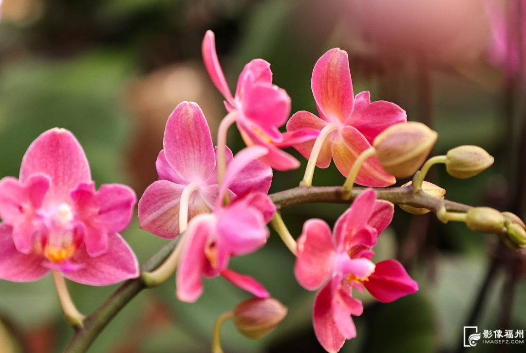 丫霸！连江年鱼、年花、年果上市！